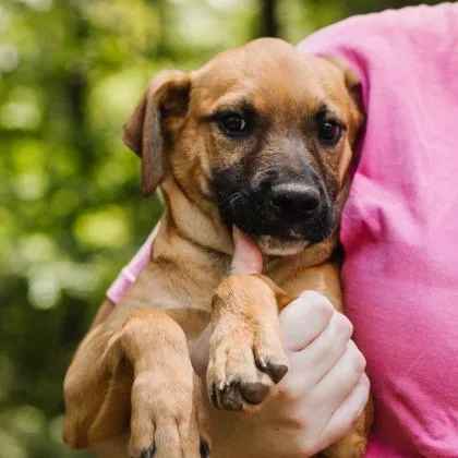 A baby medium-sized female Beagle dog named Haley for adoption in Morton Grove, IL