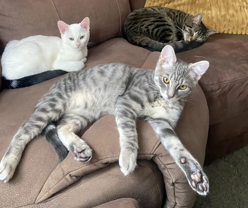 A baby medium-sized male Tabby (Gray / Blue / Silver) Tabby cat named Hershey for adoption in Springfield, OR