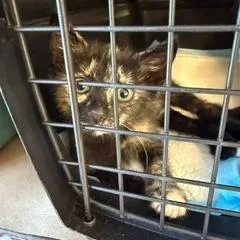 A baby small-sized female Tortoiseshell Domestic Short Hair cat named Reign for adoption in West Palm Beach, FL