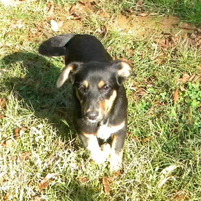 A baby small-sized male Yellow / Tan / Blond / Fawn Mixed Breed dog named Zeke for adoption in Marshall, VA