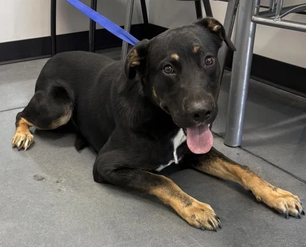 A young large-sized male Labrador Retriever dog named Ic c Omer for adoption in Lawrenceville, GA