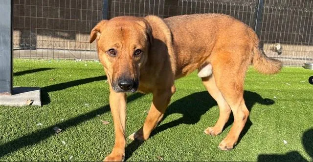 Creme Brulee thumbnail 2