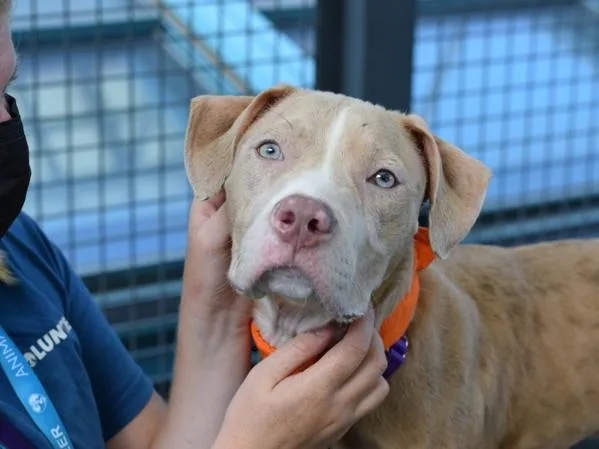 An adult medium-sized male Mixed Breed dog named Pete for adoption in Ridgewood, NY