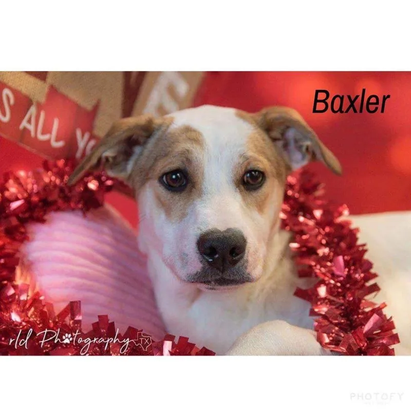 Baxler Garland thumbnail 2