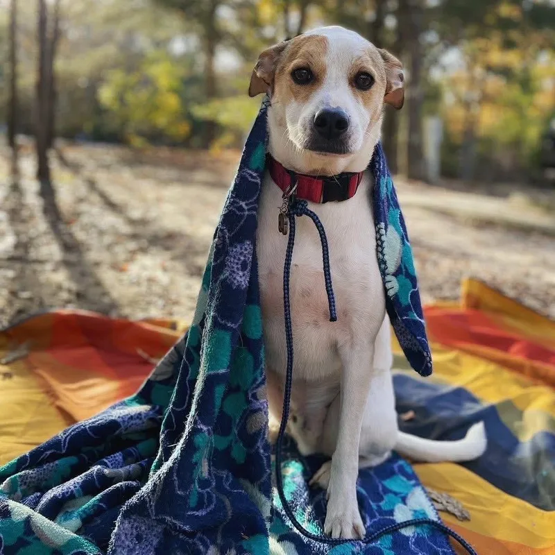 Baxler Garland thumbnail 3