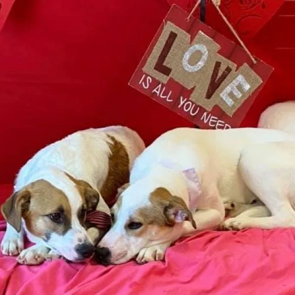 Baxler Garland thumbnail 4