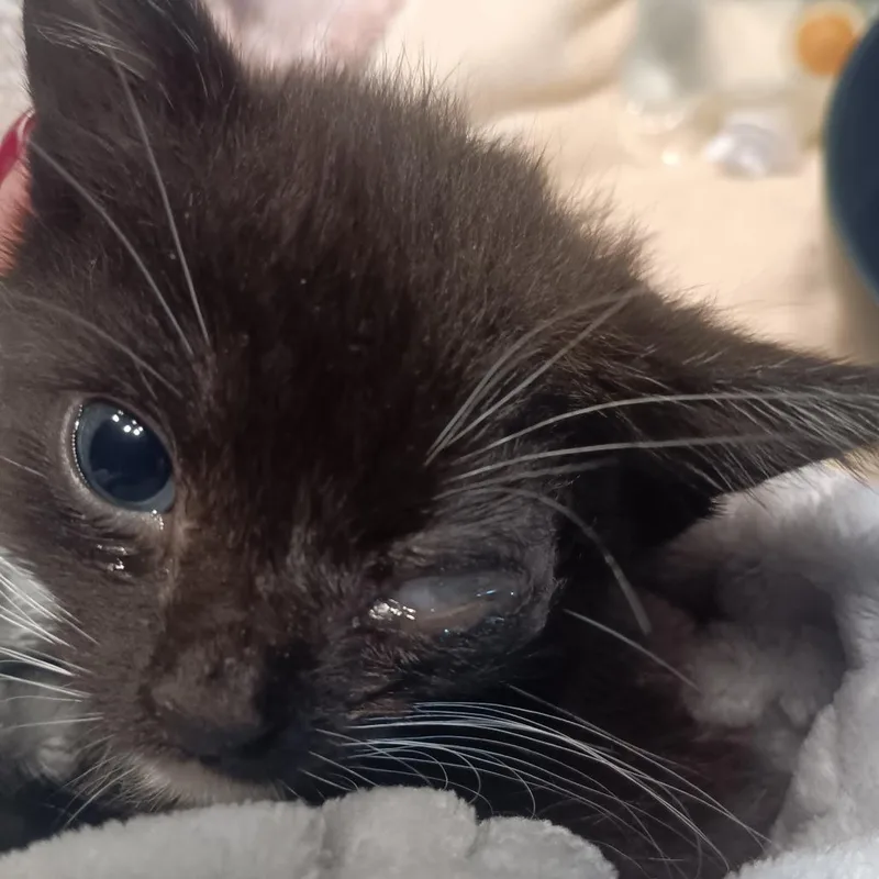 A baby small-sized male Black Domestic Short Hair cat named Phoenix for adoption in Marion, IL