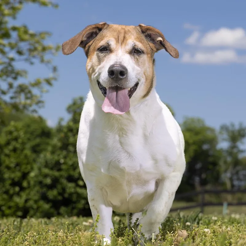 An adult medium-sized male White / Cream Mixed Breed dog named Chief for adoption in Franklin, TN