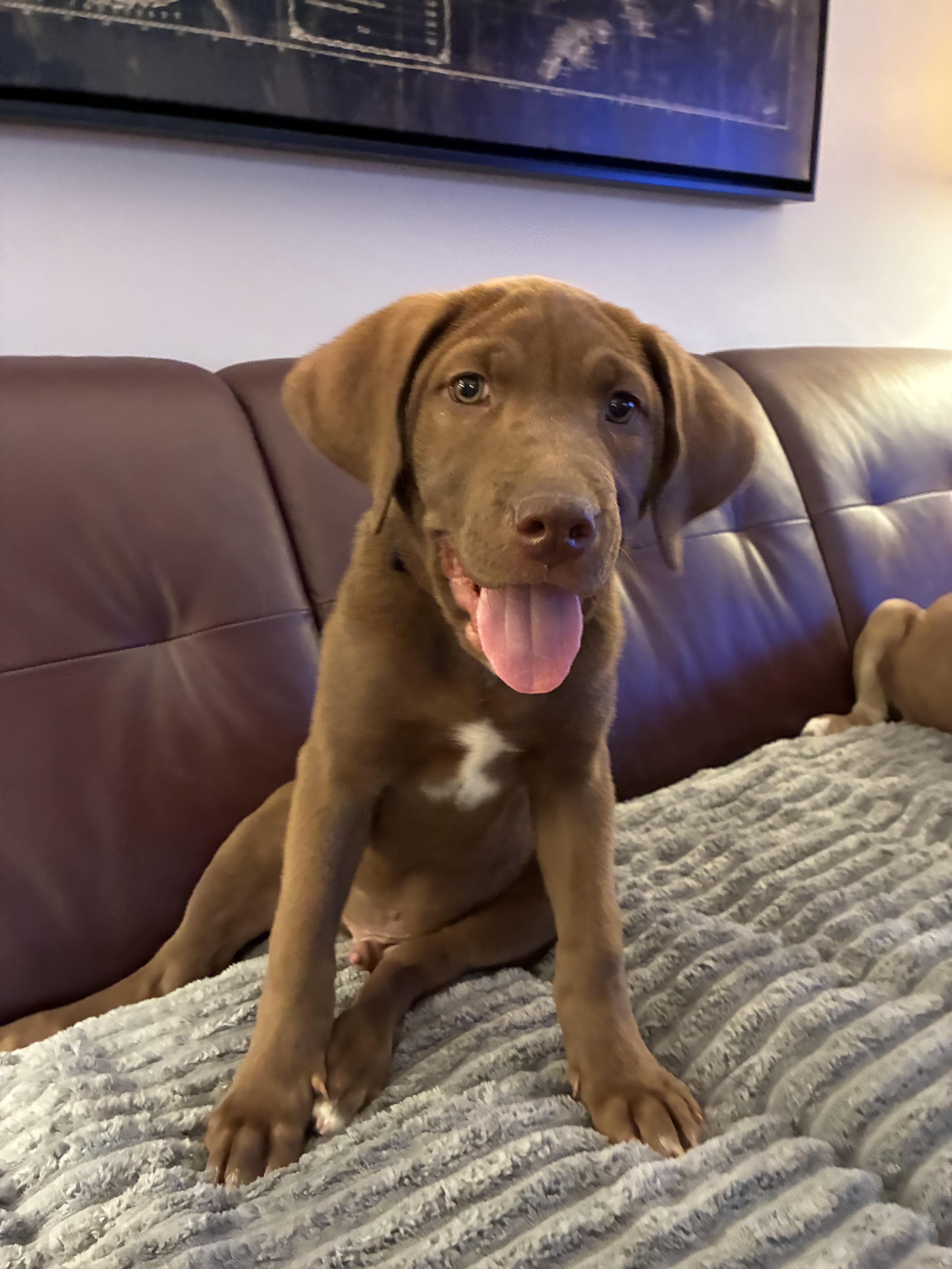 A baby medium-sized male Labrador Retriever dog named Aspen  In Vermont for adoption in Waitsfield, VT