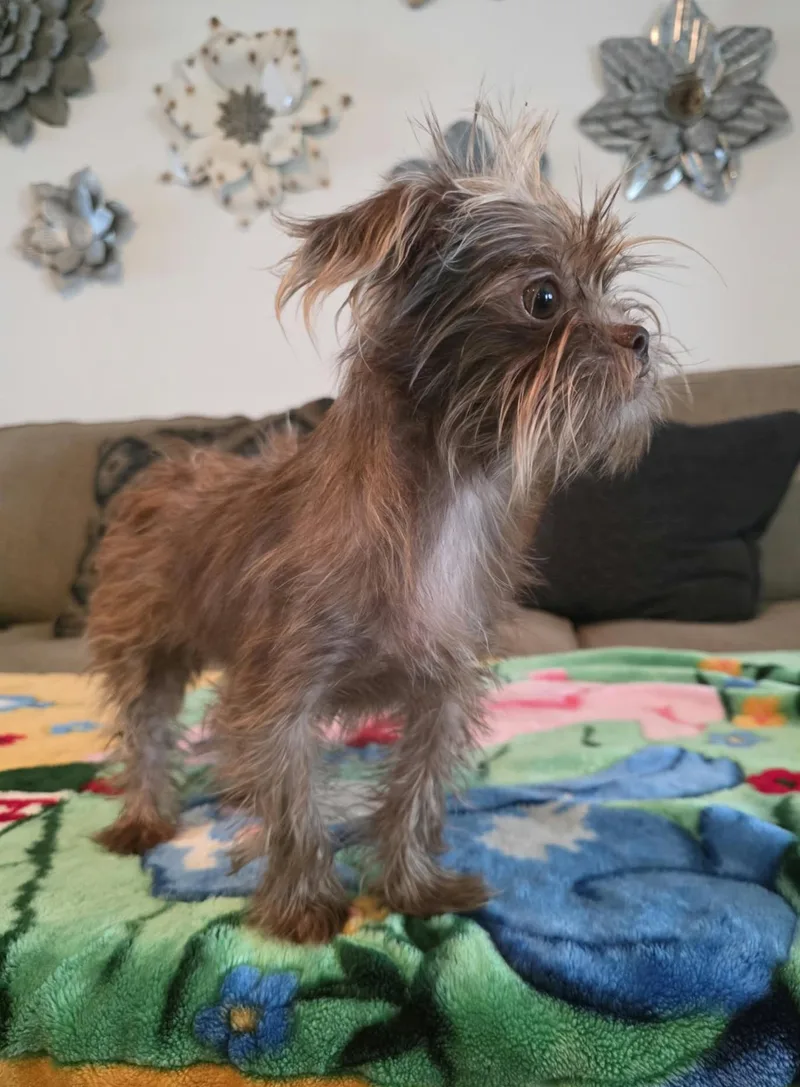 A young small-sized male Affenpinscher dog named Popeye for adoption in Gregory, TX