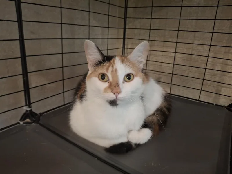 A young medium-sized female Domestic Short Hair cat named Nessie G. for adoption in Peoria, IL