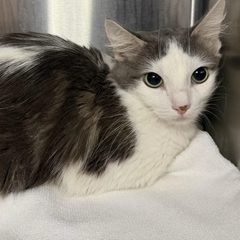 An adult medium-sized female Domestic Short Hair cat named Zima for adoption in Los Angeles, CA