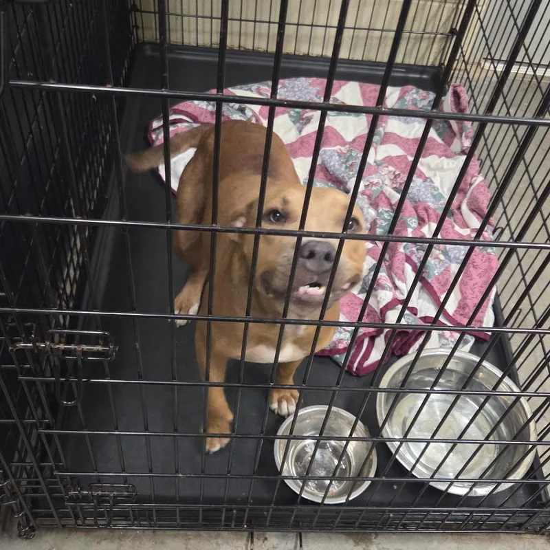 An adult medium-sized female Brown / Chocolate Mixed Breed dog named Farrah for adoption in Columbus, GA