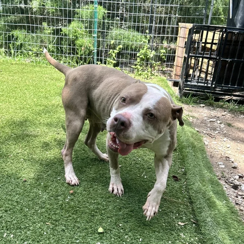 An adult medium-sized female Pit Bull Terrier dog named Sallly for adoption in Magnolia, TX
