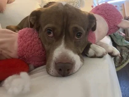 An adult large-sized female Pit Bull Terrier dog named Liz for adoption in Atlanta, GA