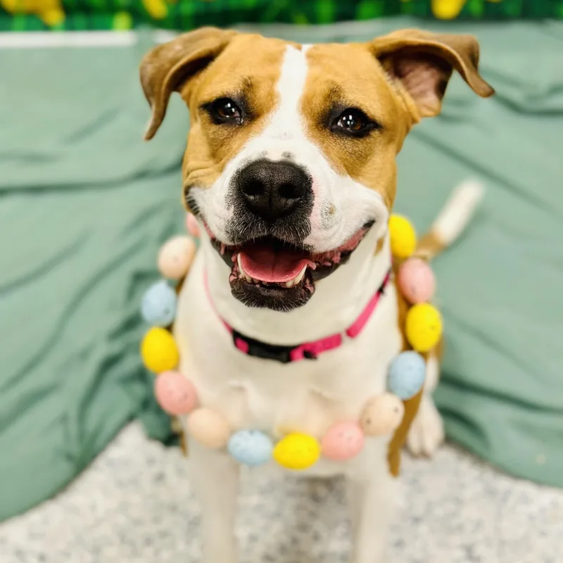 An adult large-sized female Yellow / Tan / Blond / Fawn Pit Bull Terrier dog named Sarabi for adoption in Manahawkin, NJ
