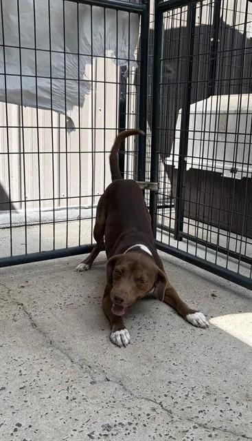 A young small-sized male Vizsla dog named Oriole for adoption in Chester, SC