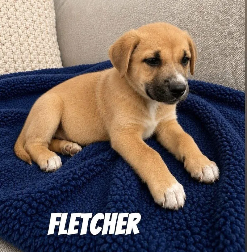 A baby medium-sized male Mixed Breed dog named Fletcher SS in MS for adoption in Warwick, RI