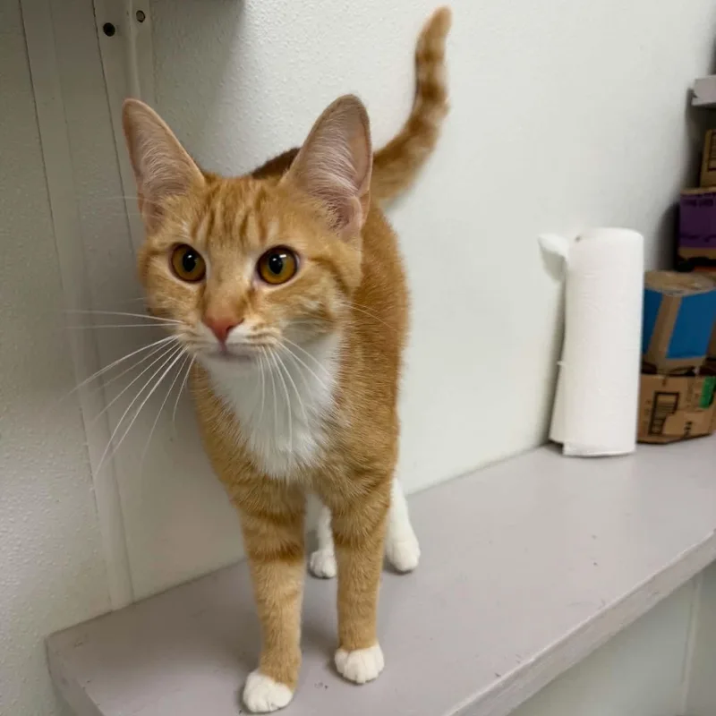 A young medium-sized female Tabby (Orange / Red) Domestic Short Hair cat named Charmander for adoption in Martinsville, IN