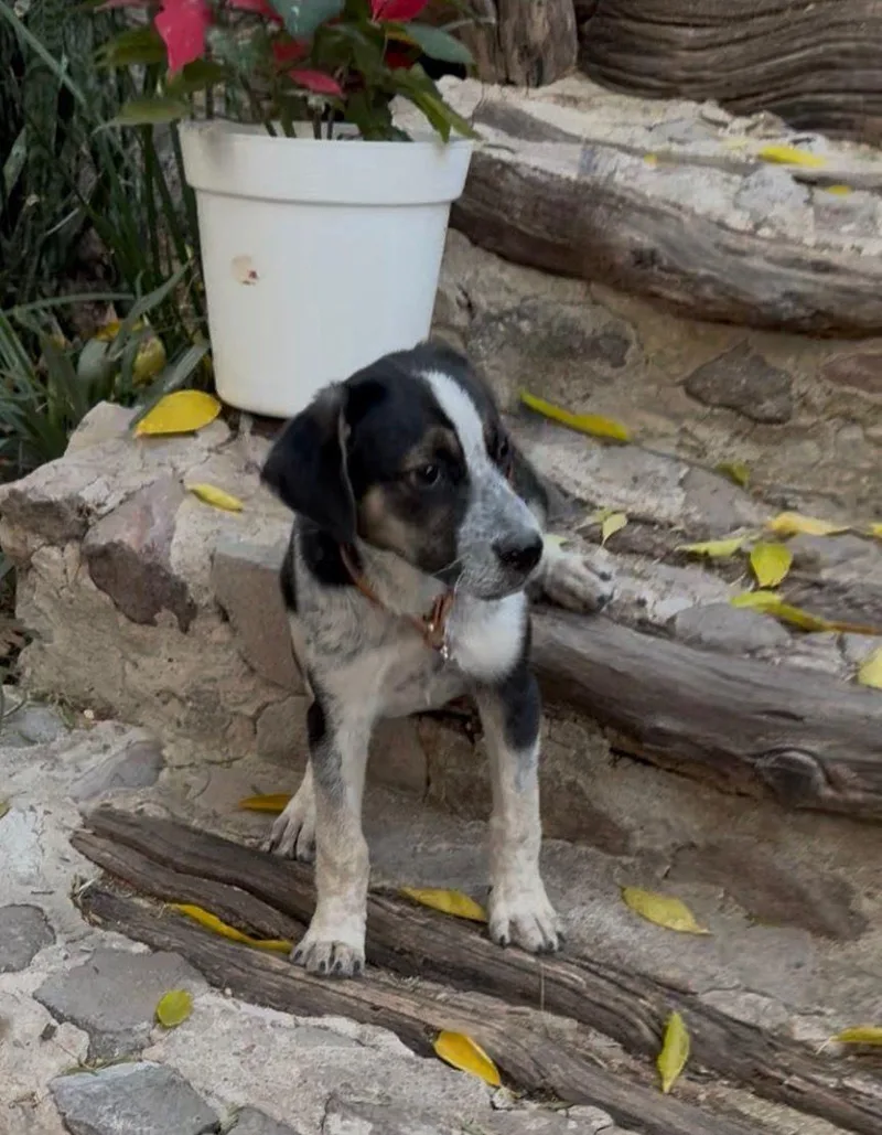 Pecorino thumbnail 2