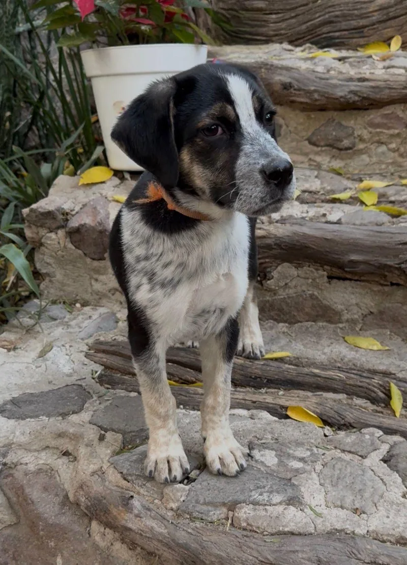 Pecorino thumbnail 3