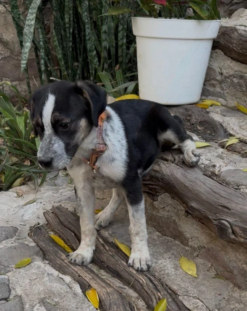 Pecorino thumbnail 4