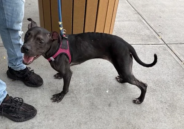 An adult medium-sized female Mixed Breed dog named Snuggle Bug for adoption in New York, NY
