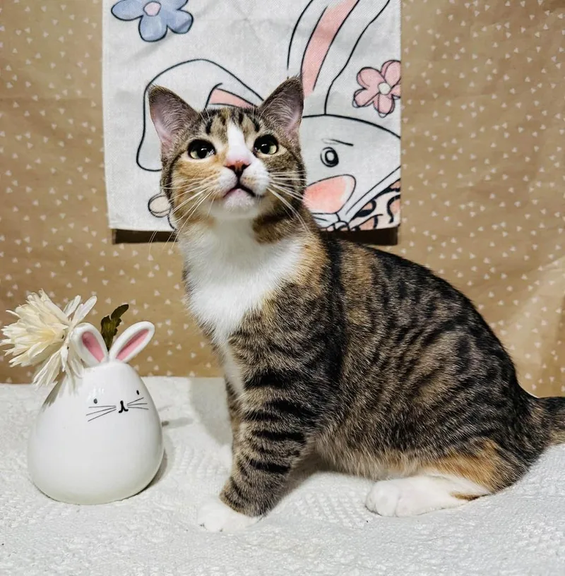 A baby small-sized female Domestic Short Hair cat named Crumbles for adoption in Groveland, MA