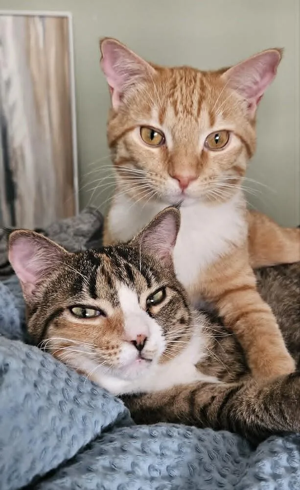 Crumbles thumbnail 2