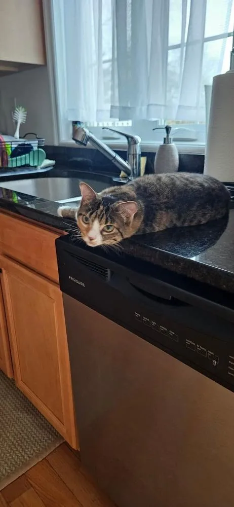 Crumbles thumbnail 3