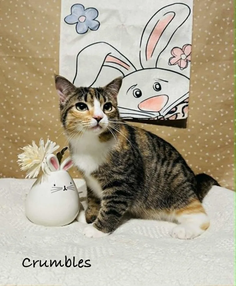 Crumbles thumbnail 4