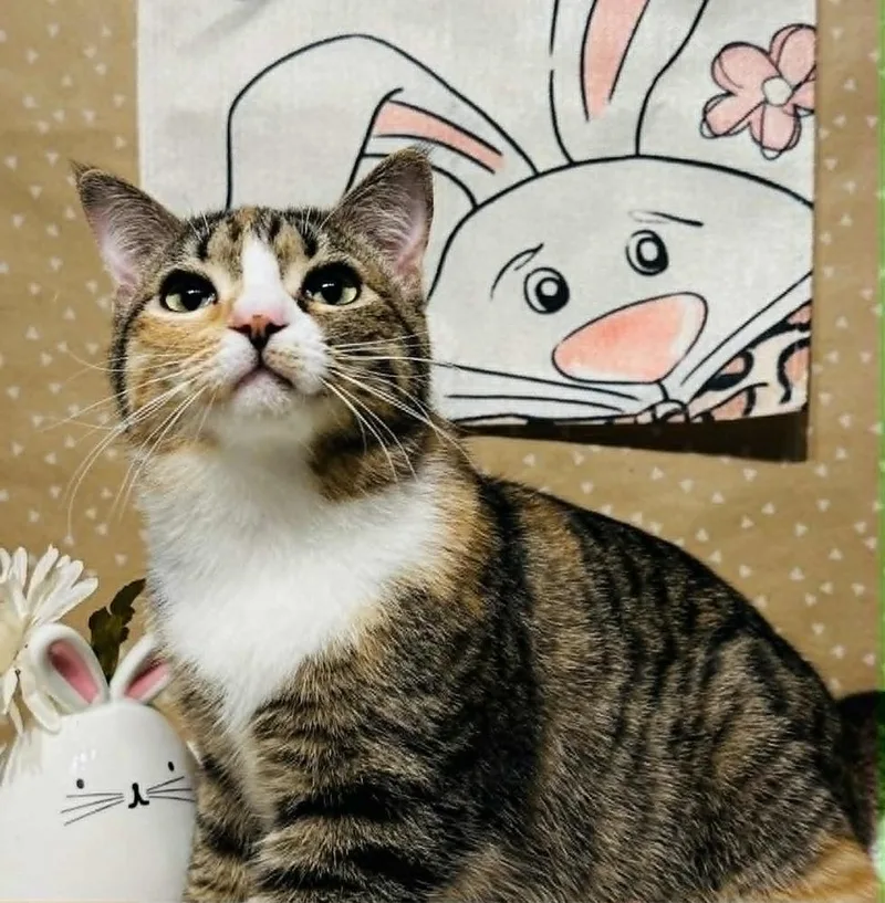 Crumbles thumbnail 5