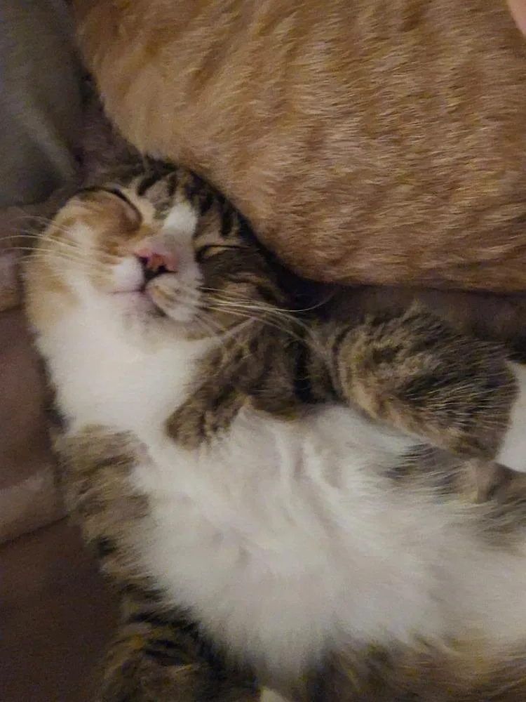 Crumbles thumbnail 6