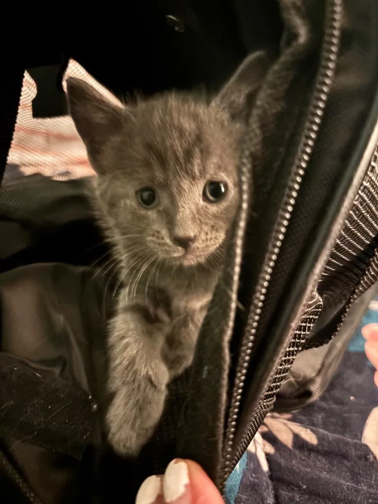 A baby medium-sized male Domestic Short Hair cat named Noe for adoption in Johnson City, TN