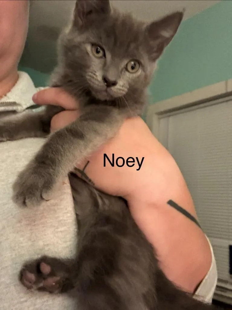 Noe thumbnail 2