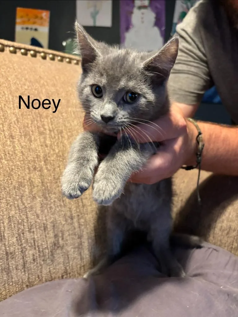 Noe thumbnail 5
