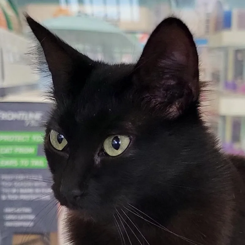 A young medium-sized female Black Domestic Long Hair cat named Coco for adoption in Santa Fe, TX