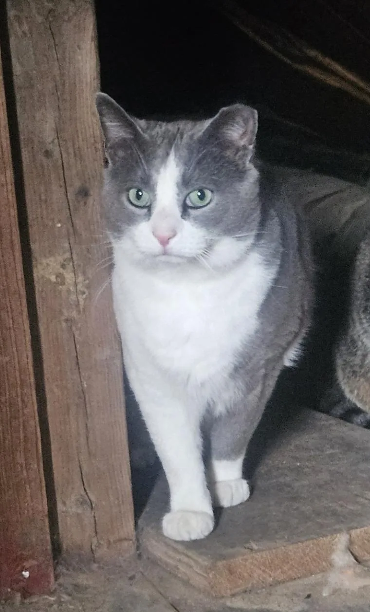 An adult large-sized male Domestic Short Hair cat named Sawyer Friendliest Boy for adoption in Quentin, PA