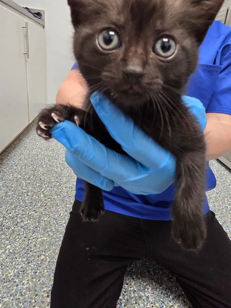 A baby small-sized male Domestic Short Hair cat named Bambi for adoption in Angola, IN