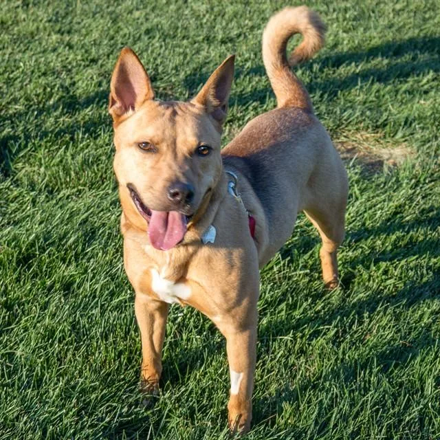An adult large-sized female Shiba Inu dog named Carmella for adoption in St. Louis, MO