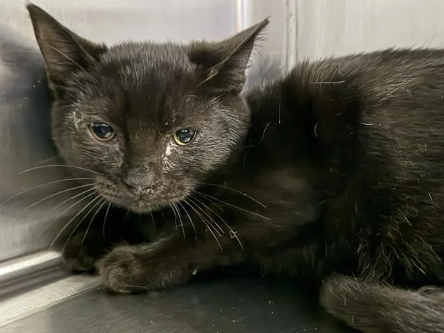Salem