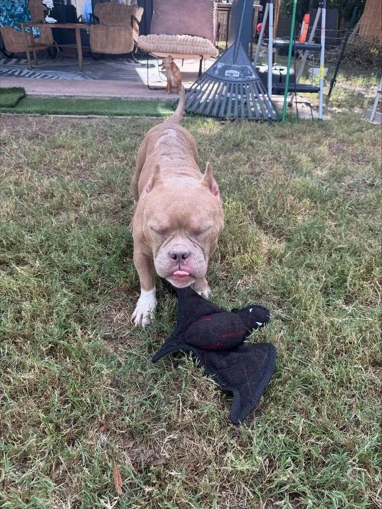 An adult medium-sized female American Bulldog dog named Creme Brulee for adoption in Sedalia, CO