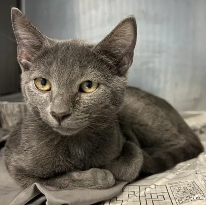 A baby medium-sized male Domestic Short Hair cat named Remy for adoption in Chamblee, GA