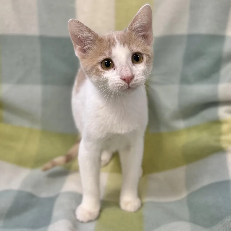 A baby medium-sized male Orange & White Domestic Short Hair cat named Tofu for adoption in Collierville, TN