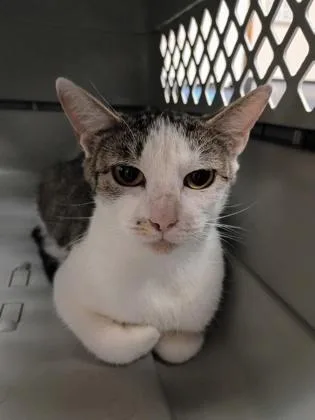 A young small-sized female Domestic Short Hair cat named Tango for adoption in Palm Coast, FL