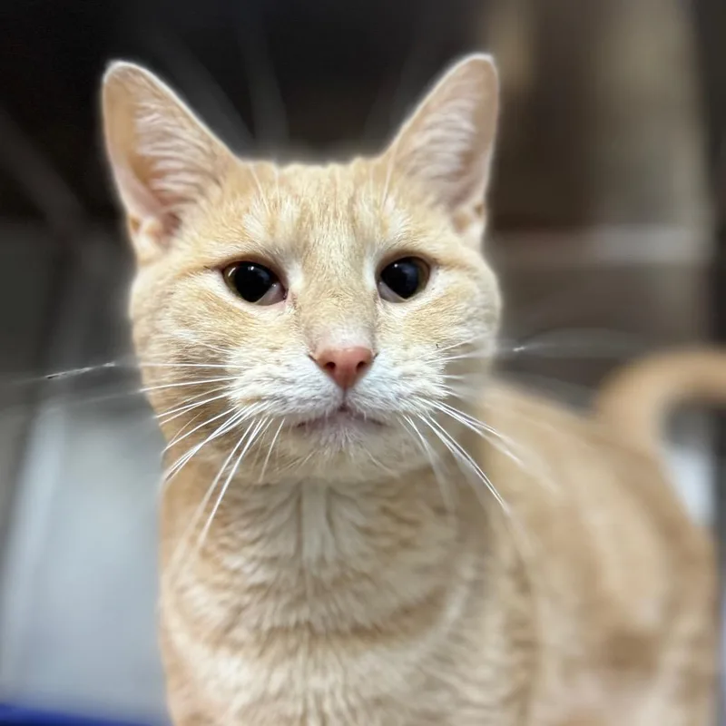 An adult medium-sized male Buff / Tan / Fawn Domestic Short Hair cat named Moonshine for adoption in West Olive, MI