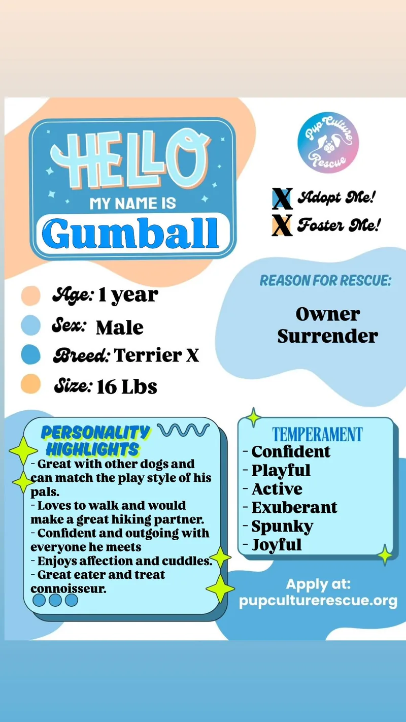 A young small-sized male Terrier dog named Gumball for adoption in Pasadena, CA