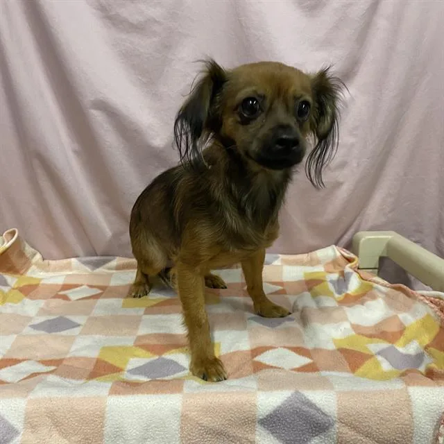 An adult small-sized female Chihuahua dog named A for adoption in Modesto, CA