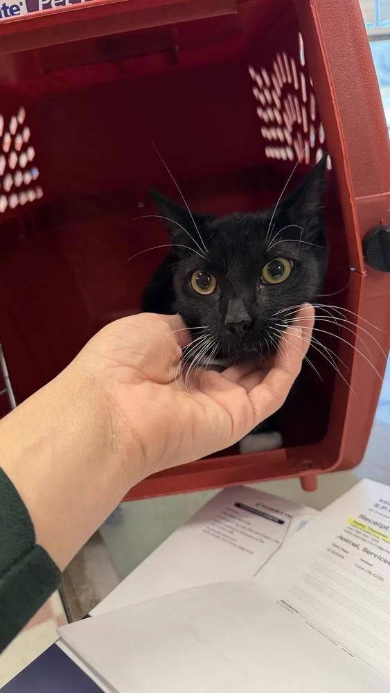A young medium-sized female Black & White / Tuxedo Domestic Short Hair cat named Luna for adoption in Ontario, CA