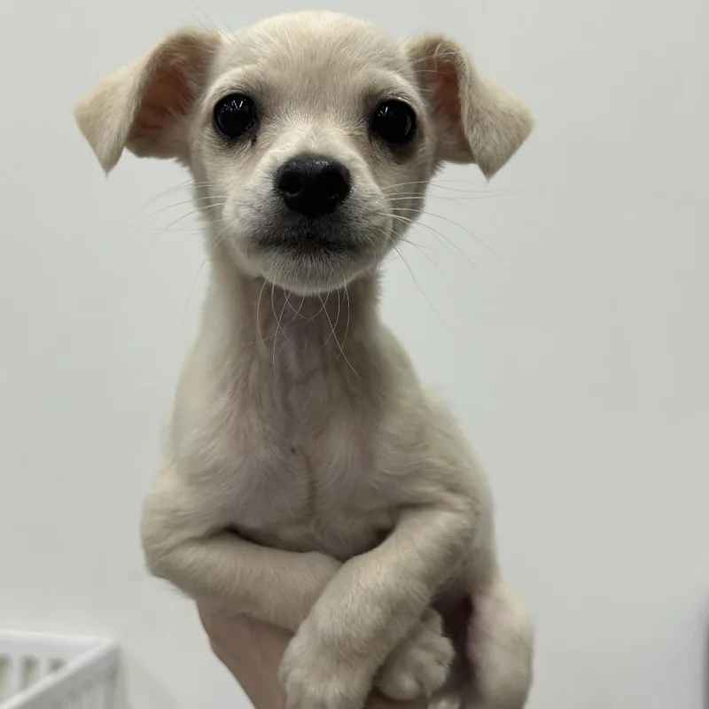 A baby small-sized male White / Cream Chihuahua dog named Munchkin for adoption in Point Richmond, CA